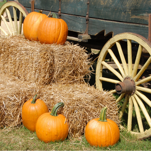 Spook-tacular Things to Do | Unison Credit Union Blog